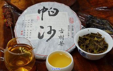 普洱茶古树茶特点介绍与解析：独特风味与越品质