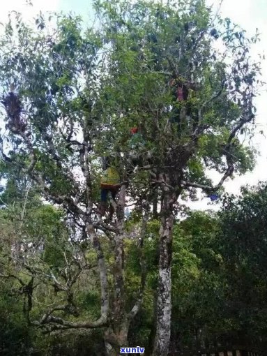 普洱茶古树长什么样