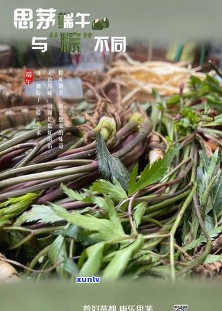 第七届中国普洱茶节：活动安排、时间地点、参赛、品鉴体验等全方位解析