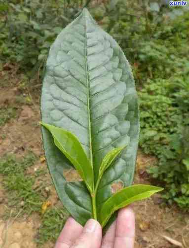 普洱茶中的大小叶种