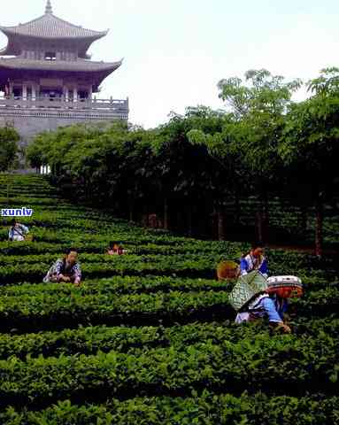 欢迎您到普洱茶乡来