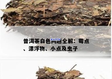 普洱茶里有头发、咖啡成分、絮状漂浮物、添加剂和小白点虫子吗？