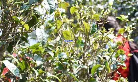 珍藏版普洱茶价格指南：全面了解普洱茶珍藏版的市场行情和价值