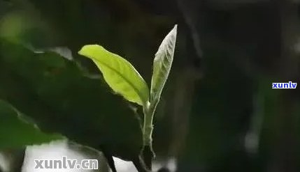 普洱茶有很多茶枝正常吗？这是什么茶？