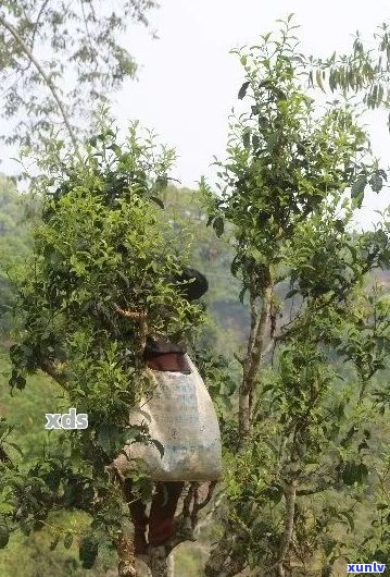 普洱古树茶多少年算古树？古树普洱茶时间越长越好吗？