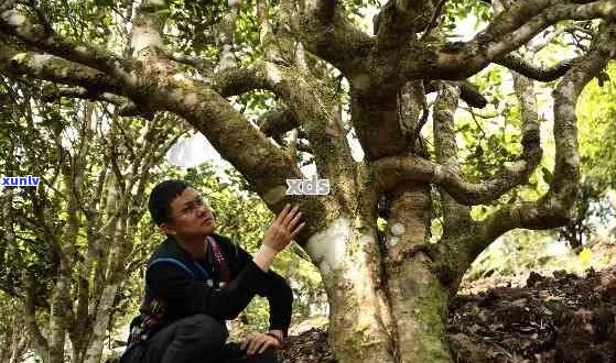 普洱茶树的古树认定标准：年份还是树龄？探究普洱茶古树的真正含义