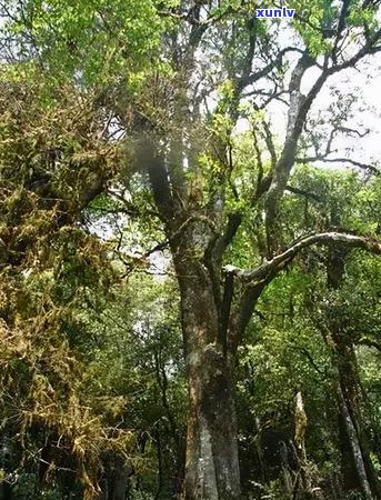 云南普洱千家寨茶叶：传承古法，打造纯正普洱茶