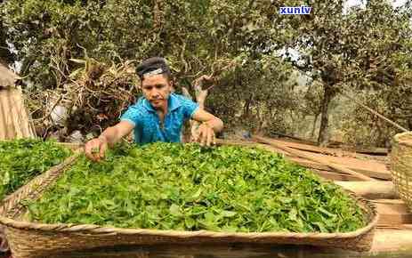 揭秘普洱茶最香的产区：地理位置、气候条件和品种特点一览无余