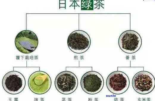 探寻茶文化：品味人爱的熟普洱茶种类及其特色