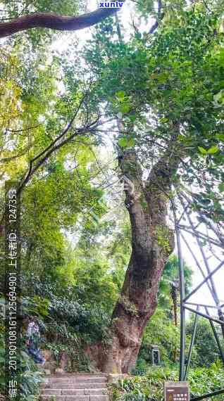 杭州千年古树景点介绍及王、开花信息汇总