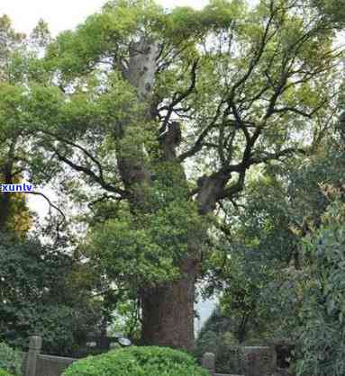 杭州千年古树景点介绍及王、开花信息汇总