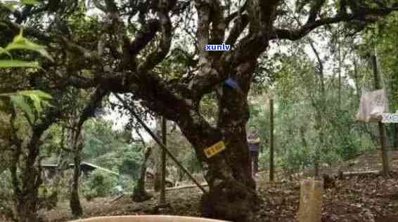 百年黄记同普洱：古树茶香传承的传奇故事