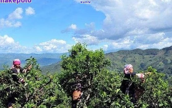 云南千家寨普洱茶：古树茶香飘溢，茶韵悠悠传承千年