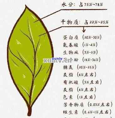 普洱茶提取物的主要成分：深入解析其独特的健益处和化学构成