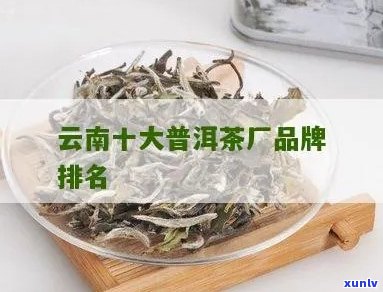 云普洱茶怎么样？口碑的十大普洱茶，云南普洱茶十大茶厂排名。