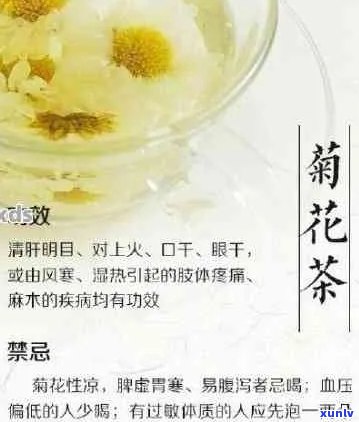 菊花普洱茶：独特功效、适宜与禁忌一览无余