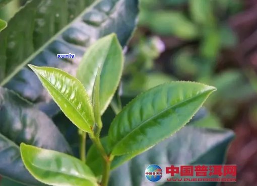 普洱茶的六大、中五、小四类叶种概述及其品鉴技巧