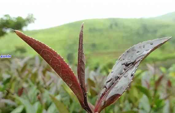 普洱茶：熟普洱的 *** 过程、特点及与其他类型普洱茶的区别