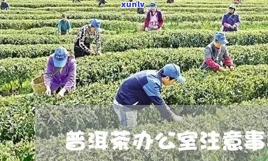 如何在里享用普洱茶的技巧与建议