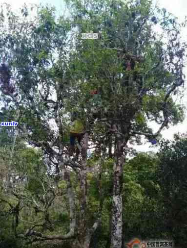 曼糯山普洱茶的产地及其特点：探寻云南古树茶的独特魅力