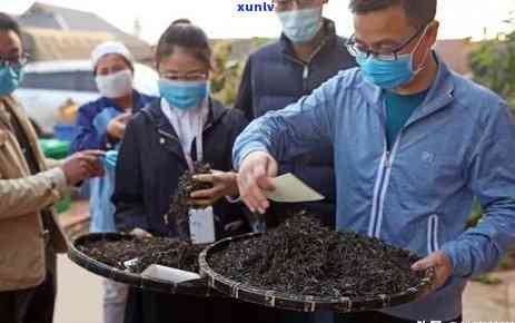 普洱茶：历经千年的传承与沉淀，品味独特的文化魅力