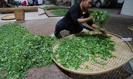 澜沧县景迈山：云南普洱茶的发源地与世界茶文化交流重镇