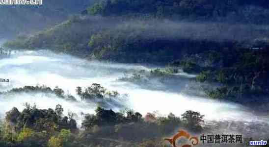 版纳普洱茶六大名山