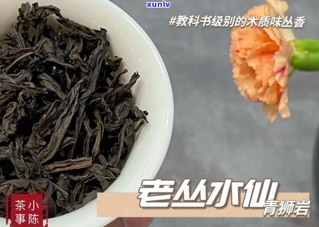 探索普洱茶的世界：哪一款茶叶更有助于减肥？