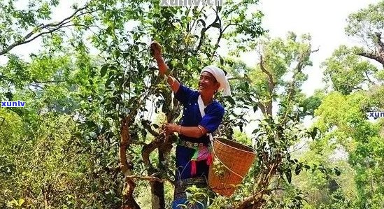 云南千家寨普洱茶的独特风味与 *** 工艺：探寻古树茶的魅力