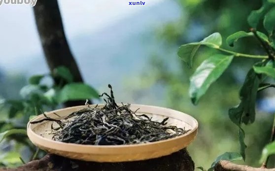 探索普洱茶世界：揭秘古树茶的魅力与选购指南