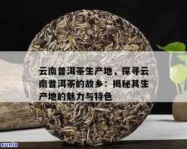 云南普洱茶：探寻名茶的产地与魅力