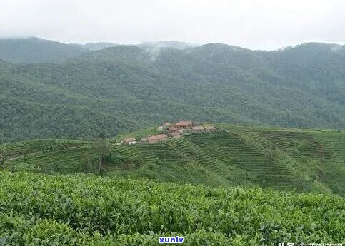 普洱茶六大山头：品味古树茶的绝佳之地，一场茶文化宴