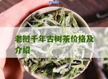 探索千年老妖茶叶的价格：一斤究竟值多少钱？