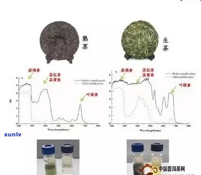 竹炭与普洱茶的共同使用：安全性分析及可能的健效益