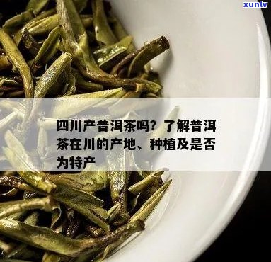 四川产普洱茶吗-四川有普洱茶吗