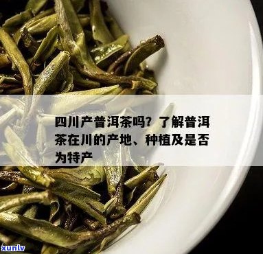 四川种植普洱茶吗-四川产普洱茶吗