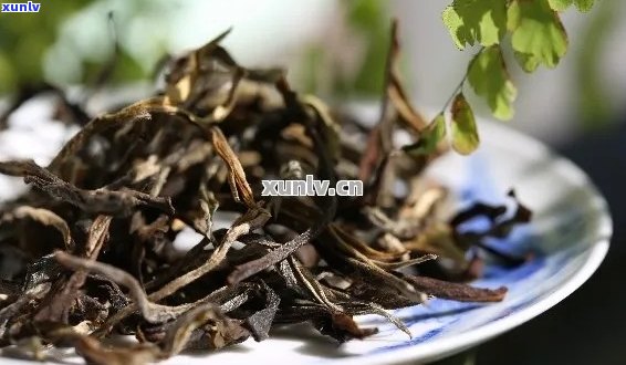 四川种植普洱茶吗-四川产普洱茶吗