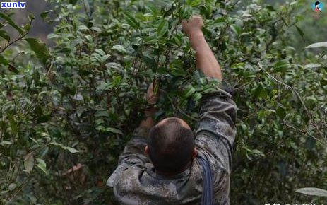 一杯普洱茶可以泡几次：探究普洱茶的冲泡次数与茶叶量