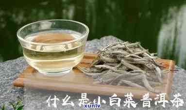 普洱茶中的小白菜是什么？它有什么功效与作用？如何品鉴和选购？