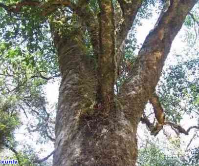 千家寨野生古树茶的口感特点、价格、产地及品种。