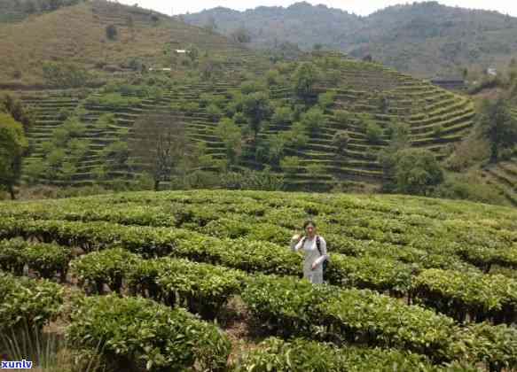 大益普洱茶门店：探索全方位的普洱茶体验与专业选购指南