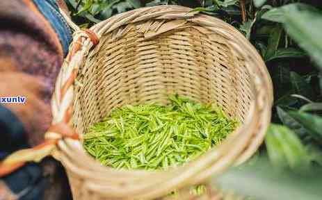 探究普洱茶的魅力：从茶树到醇香的过程详解