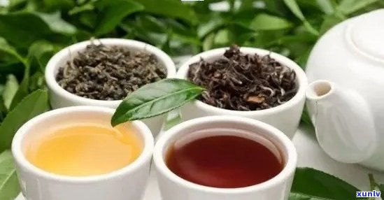 普洱茶与各类茶叶搭配饮用的可行性探讨：一次全面的对比分析