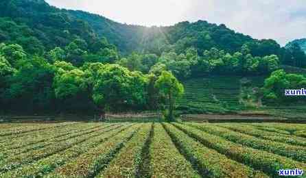 一农一级茶是什么意思：解析一级农户和一级茶叶的含义