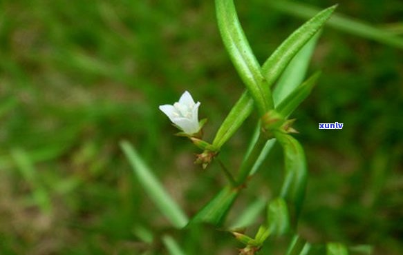 百花蛇舌草茶的全面功效与作用解析：解渴、清热解、降血压等多方面效果