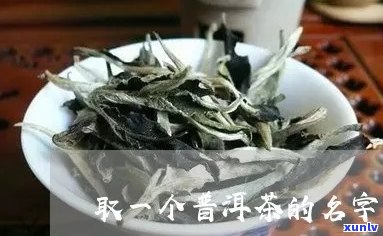 普洱茶取名简约大气：英字代名，名字精选