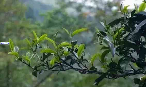 云南普洱茶：探索各山头的独特风味与历背景