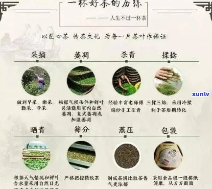 嵩榆号无农残普洱茶：品质、产地、冲泡 *** 等全方位解析与选购指南