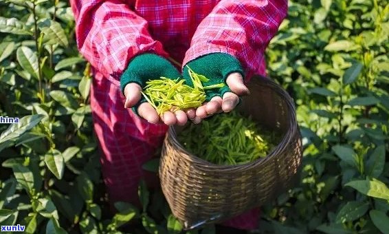 云南芒嘎拉茶业：探索高品质茶叶的世界，满足您的饮茶需求与口味