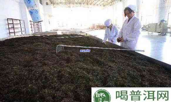 普洱熟茶的不同发酵程度：了解其对口感和健的影响及选择指南